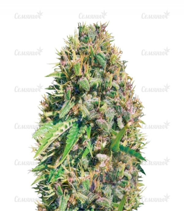 Семена сорта Blue Critical Autoflowering (Dinafem Seeds)