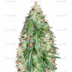 Семена сорта VIP Dwarf Auto (VIP seeds)