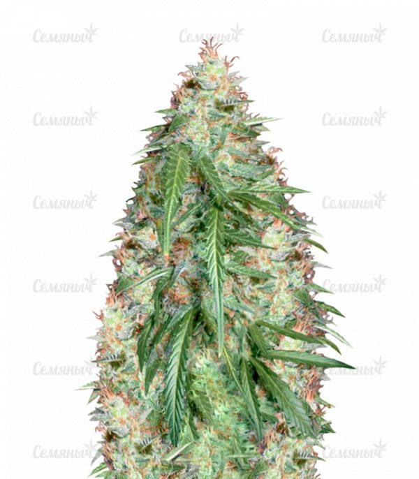 Семена сорта VIP Dwarf Auto (VIP seeds)