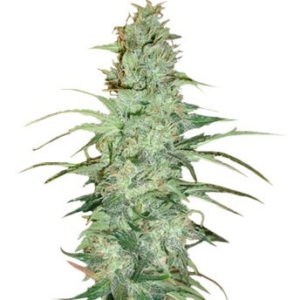 Семена сорта Super Skunk regular (Nirvana Seeds)
