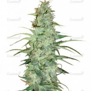 Семена сорта Northern Lights x Big Bud Auto (World of Seeds)