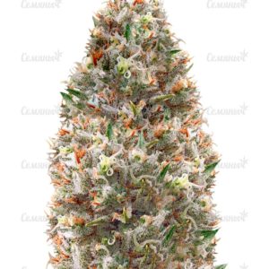Семена сорта Amnesia Kush (Dinafem Seeds)