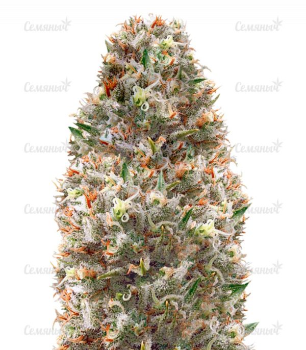 Семена сорта Amnesia Kush (Dinafem Seeds)