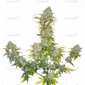 Семена сорта Fast & Vast auto (Heavyweight Seeds)