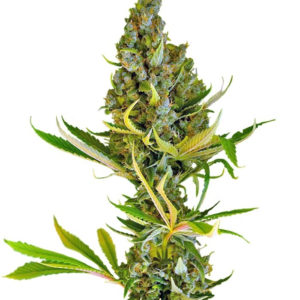 Семена сорта Sweet Cheese F1 Fast Version (Sweet Seeds)