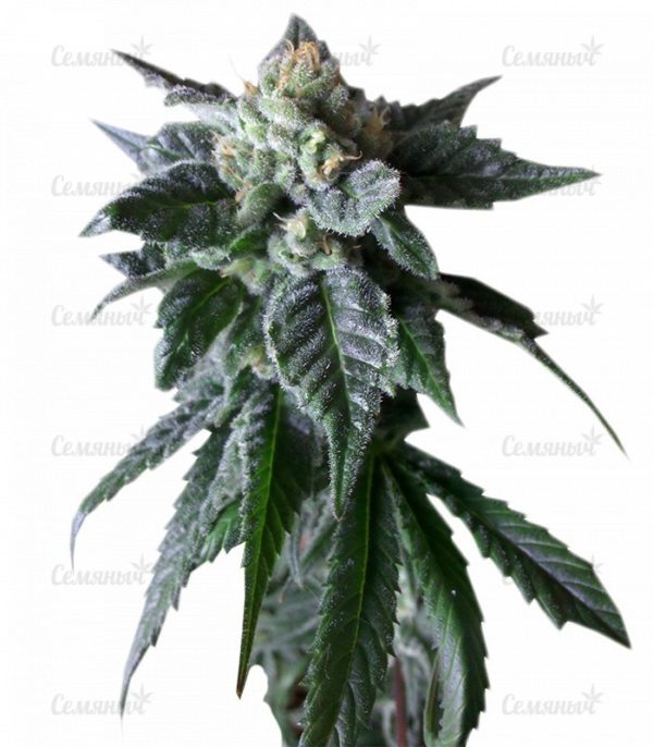 Семена сорта Critical Kush Auto (Critical Rapido Auto)