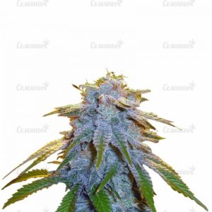 Семена сорта Dinamex Autoflowering (Dinafem Seeds)