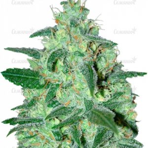 Семена сорта Jack 47 F1 Fast Version (Sweet Seeds)