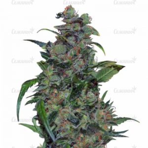 Семена сорта Cream Caramel F1 Fast Version (Sweet Seeds)