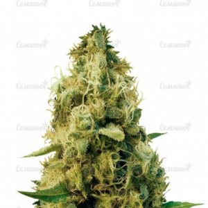 Семена сорта K.O. Kush (Heavyweight Seeds)
