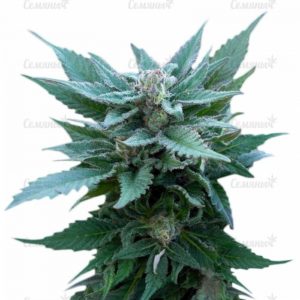 Семена сорта Original White Widow (IBL)