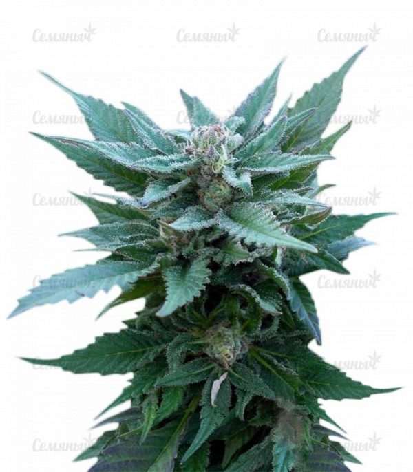 Семена сорта Original White Widow (IBL)