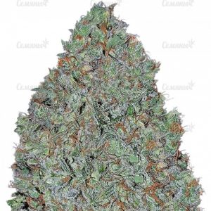 Семена сорта Satori regular (Mandala Seeds)