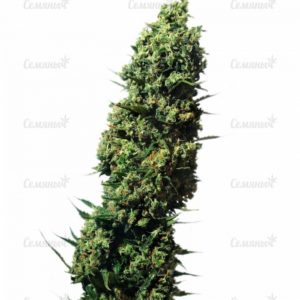 Семена сорта Watermelon Zkittlez fem (Pyramid Seeds)