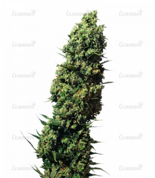 Семена сорта Watermelon Zkittlez fem (Pyramid Seeds)