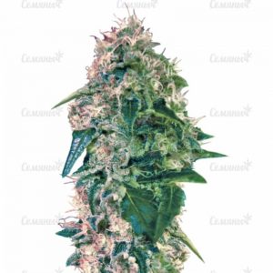 Семена сорта Underdawg Kush