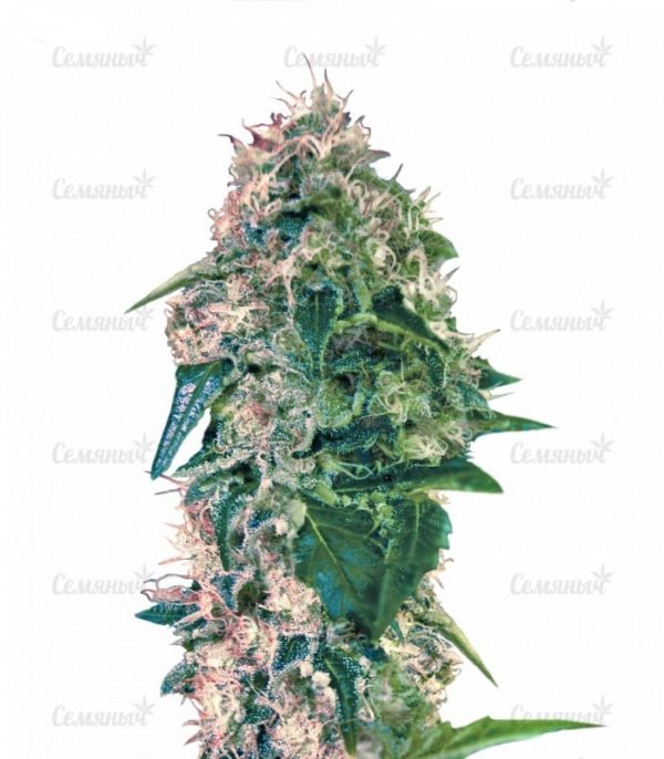 Семена сорта Underdawg Kush
