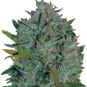 Семена сорта Ultraviolet Auto (Samsara Seeds)