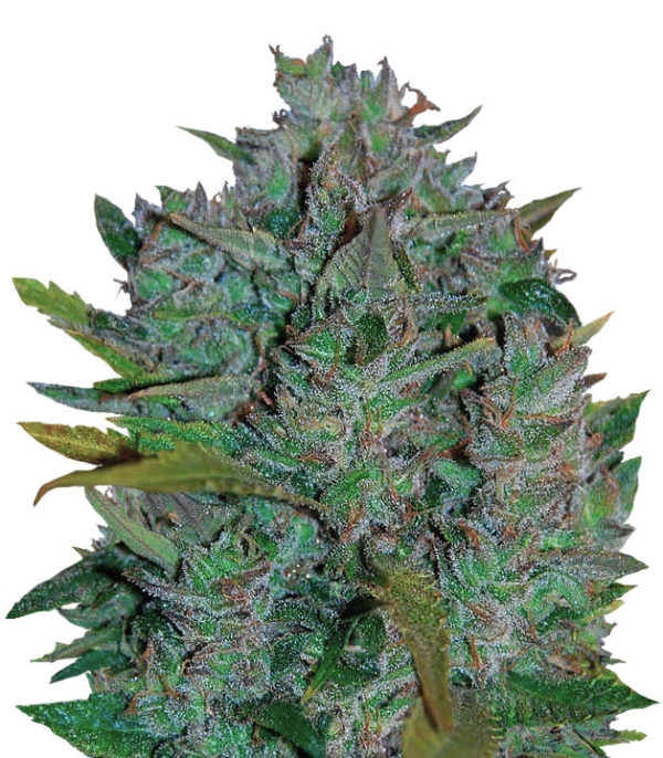 Семена сорта Ultraviolet Auto (Samsara Seeds)