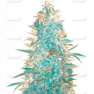 Семена сорта Mong-U-Mental (Dr. Krippling Seeds)