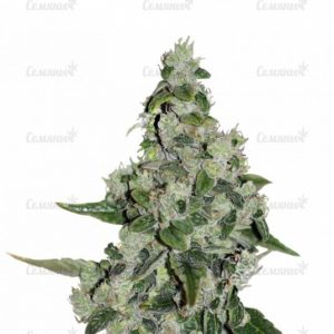 Семена сорта Mendocino Purple Kush