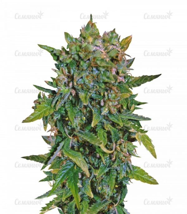 Семена сорта Moby Dick XXL Autoflowering (Dinafem Seeds)