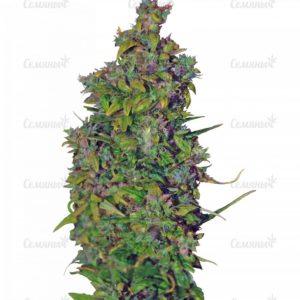 Семена сорта Flowerbomb Kush (Strain Hunters)