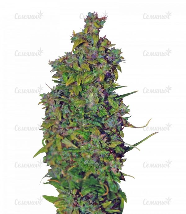 Семена сорта Flowerbomb Kush (Strain Hunters)