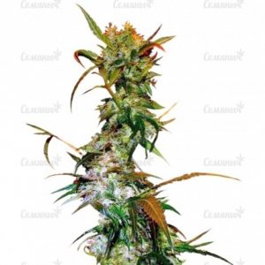 Семена сорта Moby Dick CBD (Dinafem Seeds)