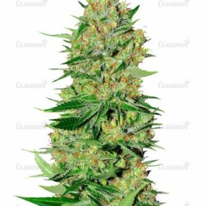 Семена сорта Original Limonade Skunk (Victory Seeds)