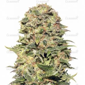 Семена сорта White Widow (00 Seeds)