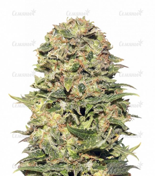 Семена сорта White Widow (00 Seeds)