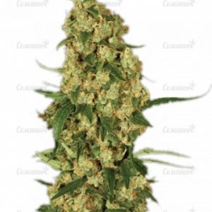 Семена сорта Nebula (Paradise Seeds)