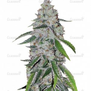 Семена сорта Haze 1 (Nirvana Seeds)