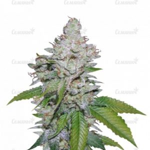 Семена сорта Ultra Sour Kush