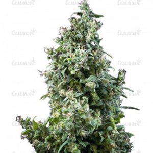 Семена сорта CBD Auto Compassion Lime (Dutch Passion)