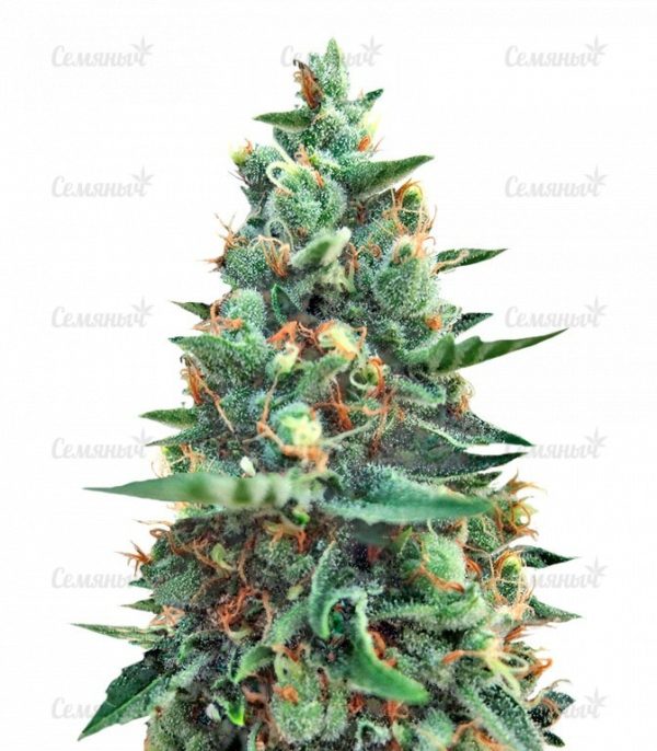 Семена сорта Sweet Purple (Paradise Seeds)
