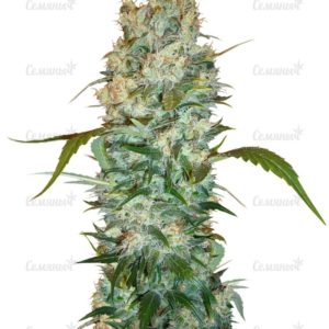 Семена сорта Wild Thailand (World of Seeds)