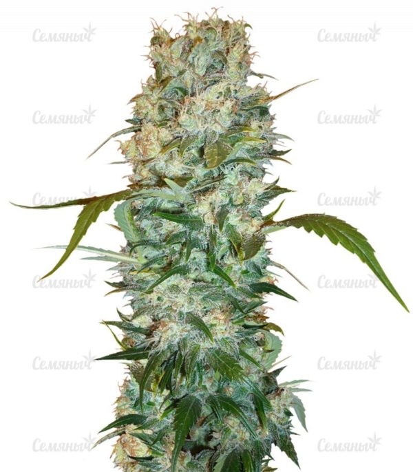 Семена сорта Wild Thailand (World of Seeds)