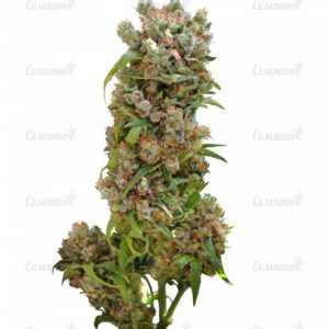 Семена сорта Haze Gom auto