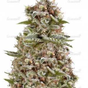 Семена сорта Serious 6 regular (Serious Seeds)
