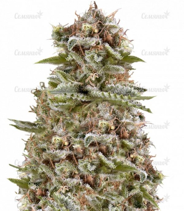 Семена сорта Serious 6 regular (Serious Seeds)
