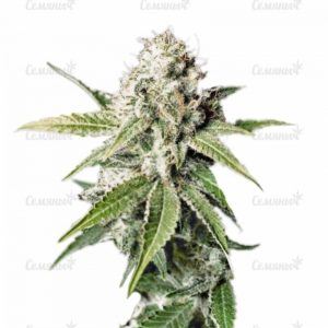 Семена сорта Royale Haze (Dinafem Seeds)