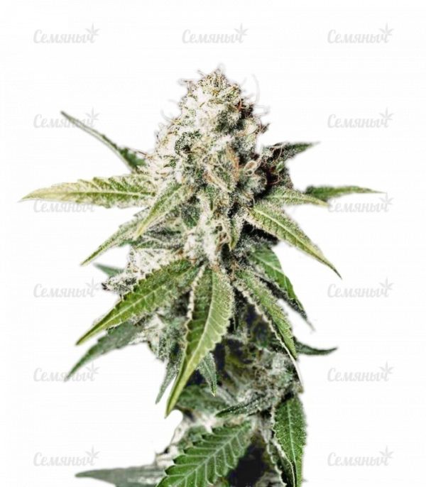 Семена сорта Royale Haze (Dinafem Seeds)