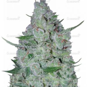 Семена сорта Papa's Candy (Eva Seeds)