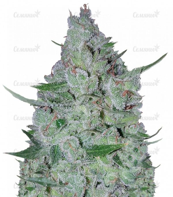 Семена сорта Papa's Candy (Eva Seeds)