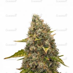 Семена сорта Critical Chronic (Sumo Seeds)