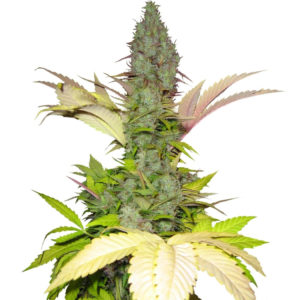 Семена сорта White Widow regular (Dutch Passion)
