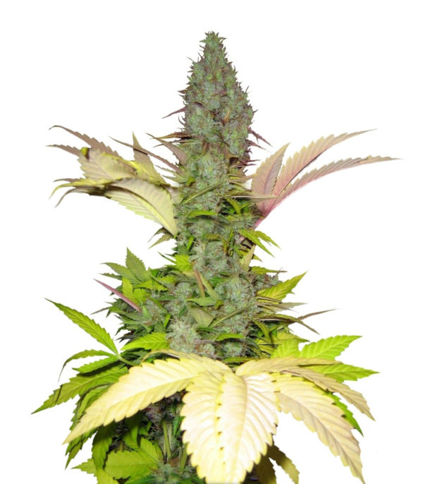Семена сорта White Widow regular (Dutch Passion)