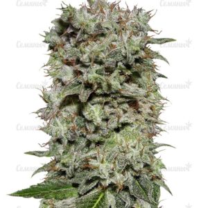 Семена сорта Moby Dick #2 (Dinafem Seeds)